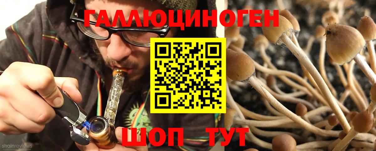 Псилоцибиновые грибы Psilocybine cubensis Первоуральск